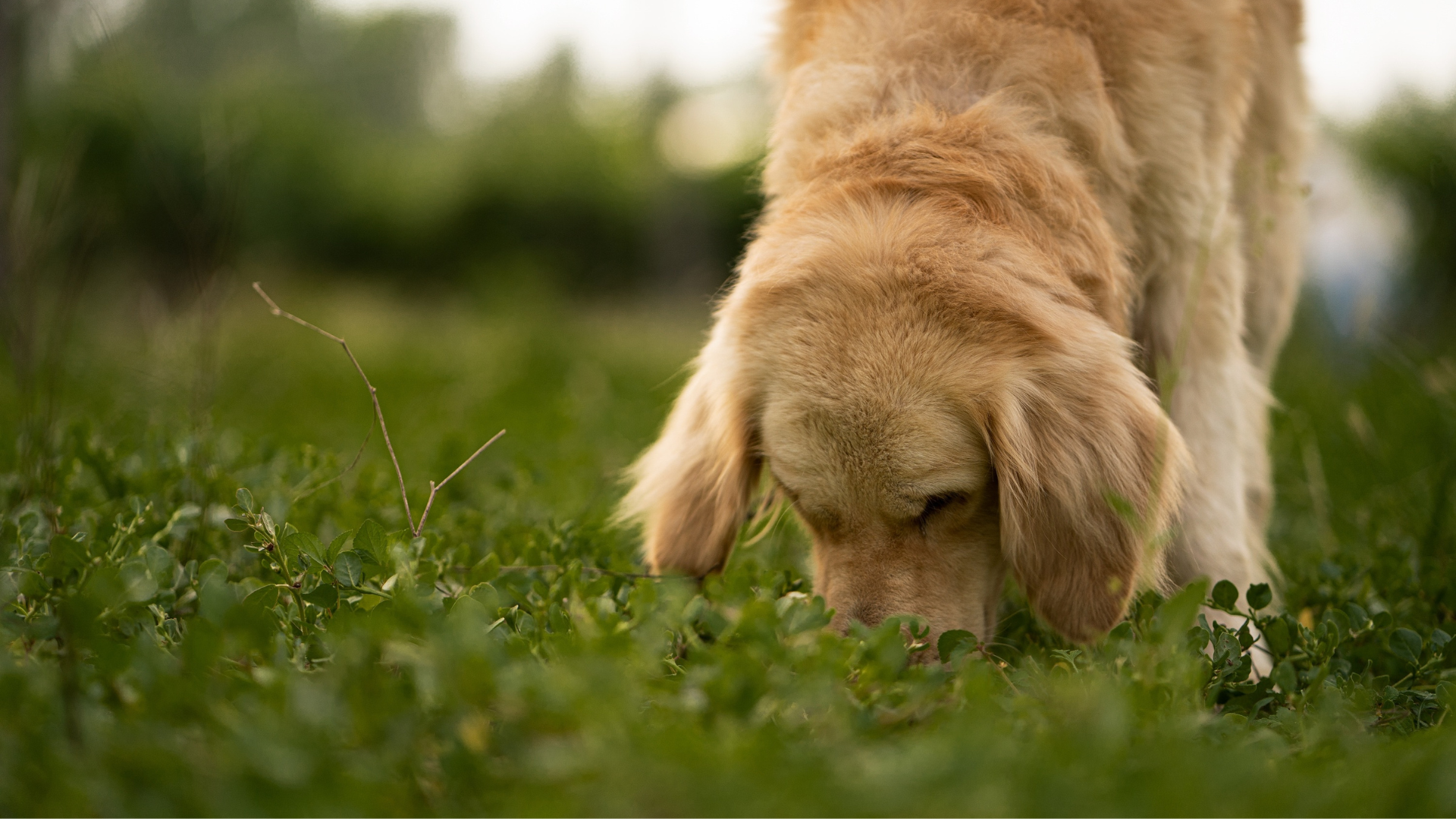 Seasonal Skin Sensitivities in Dogs: How Dehydrated Food Can Help