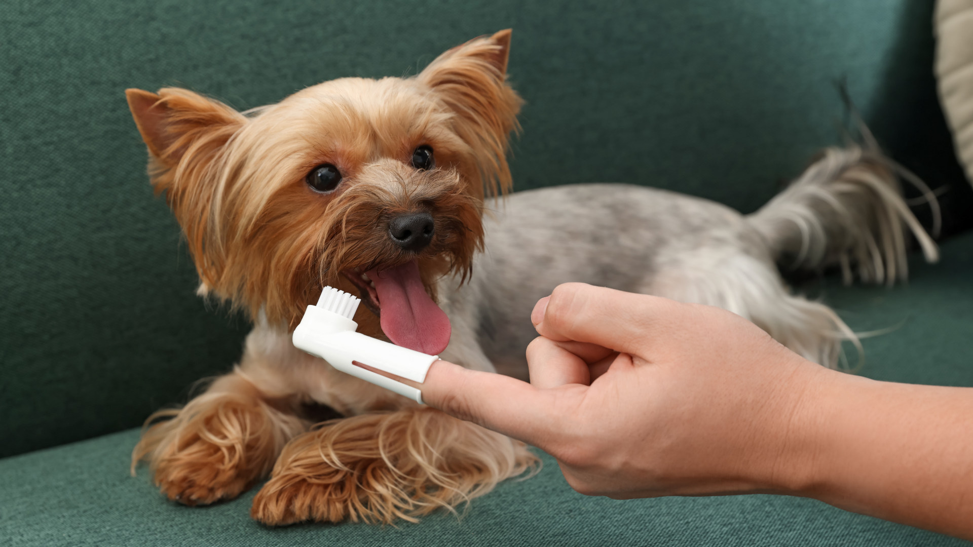 Impact of Diet on Dog Dental Health: What Every Pet Parent Needs to Know