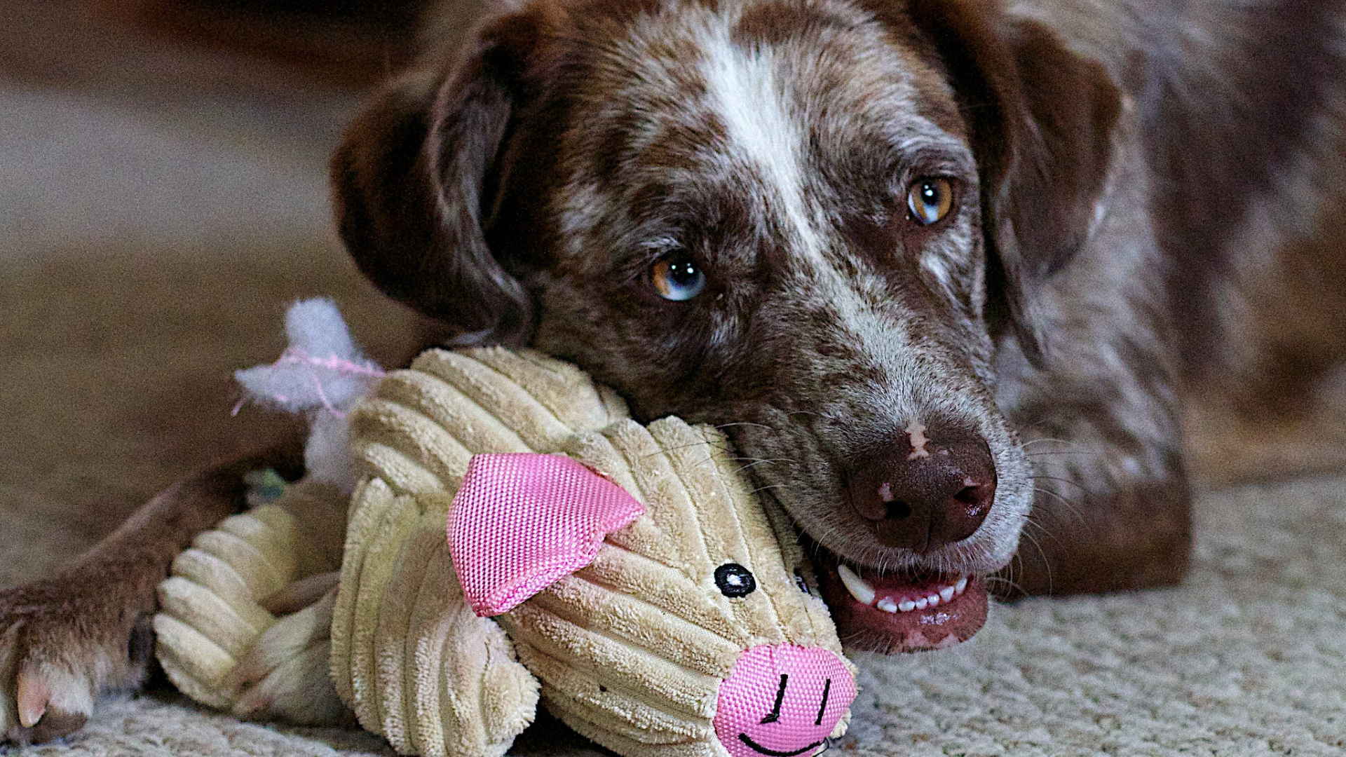 Understanding Gastrointestinal Issues in Dogs: Causes, Symptoms & Solutions Every Pet Parent Should Know