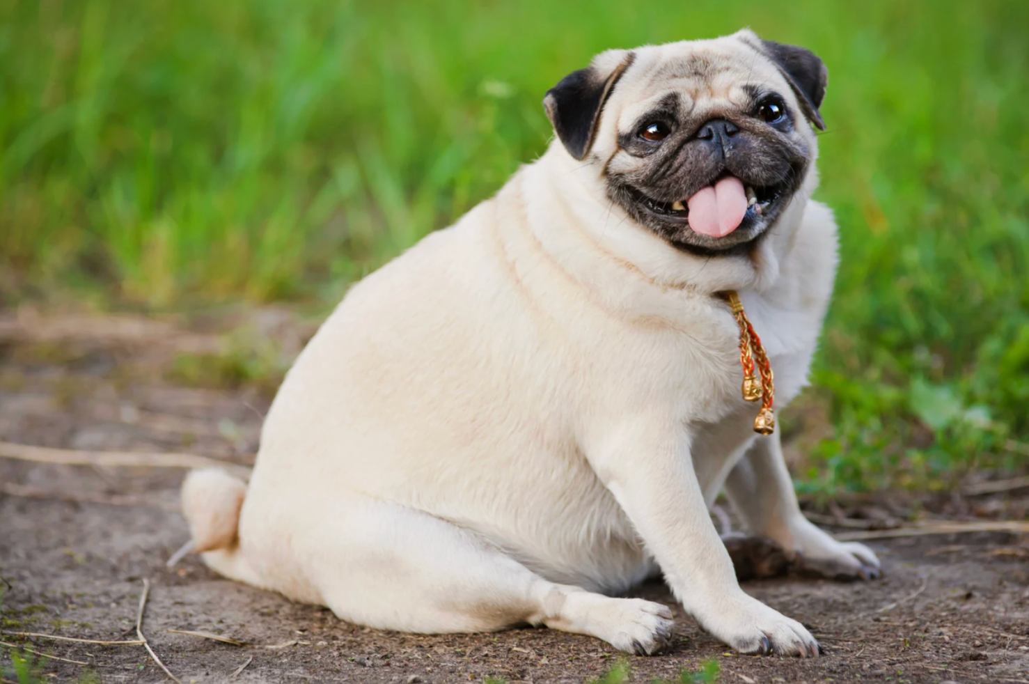 Is Your Dog’s Weight Shortening Its Life? Breeds Prone to Obesity and How Personalized Nutrition Can Help