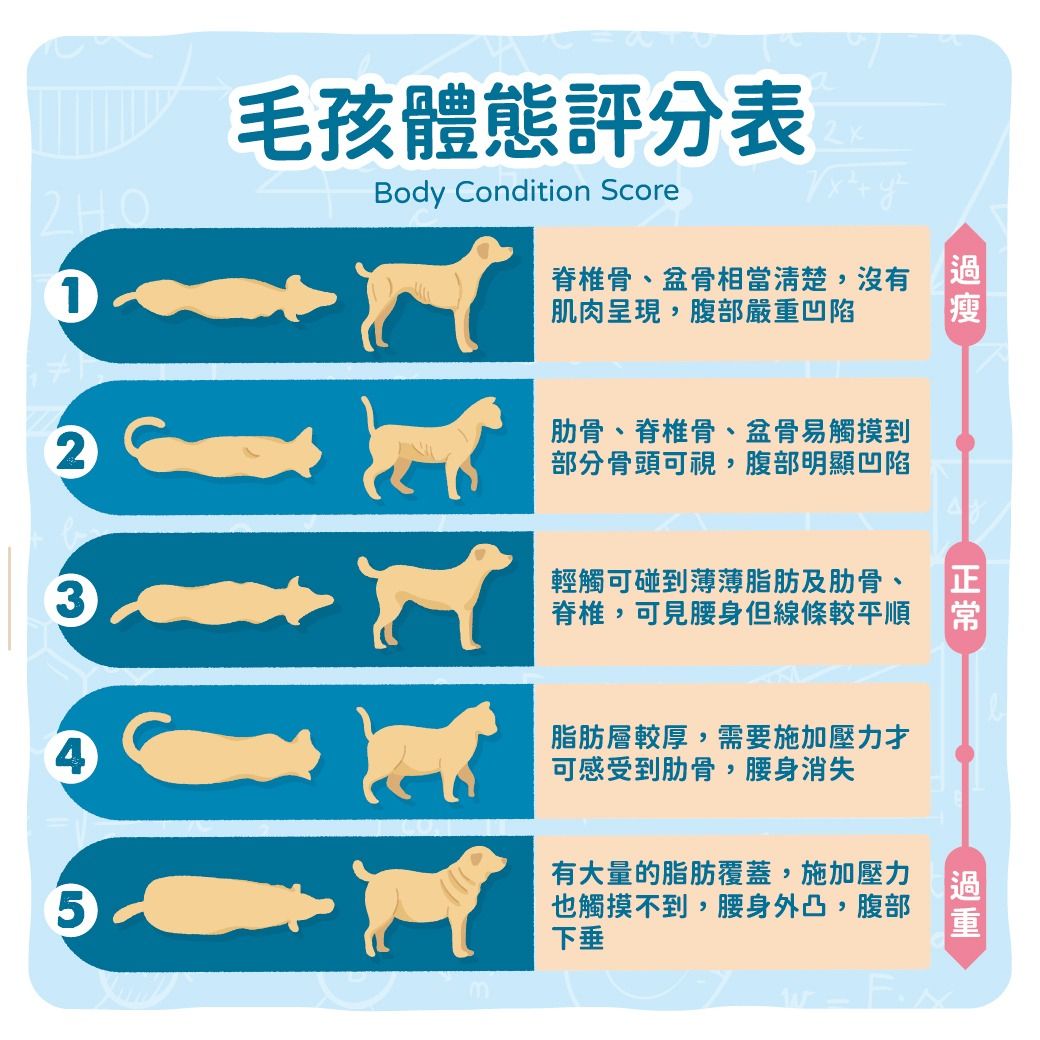 狗狗體態評估