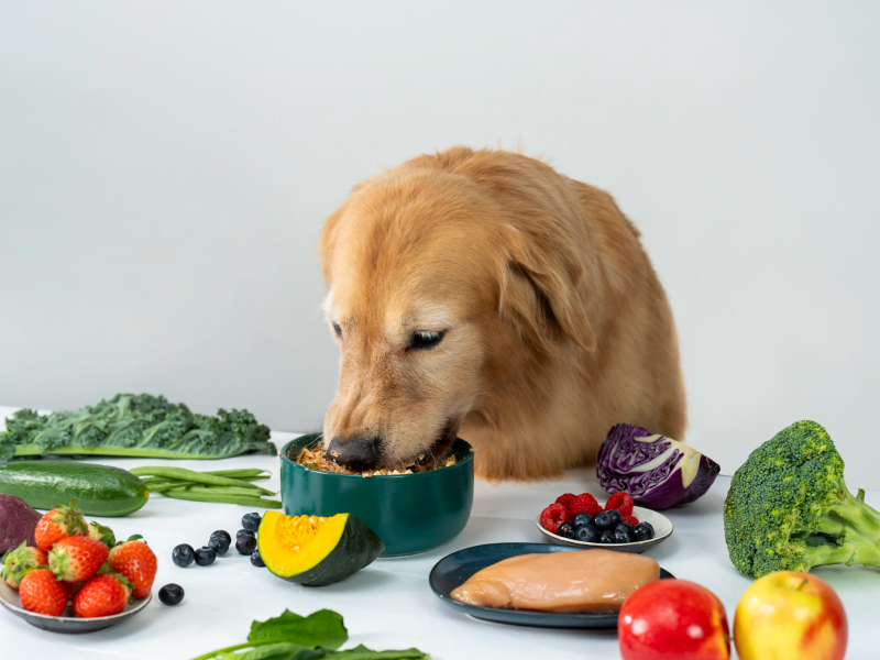 alt text: dehydrated dog food mixed with warm water