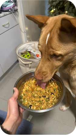 alt text: happy pet parent feeding their pet with Petsona dehydrated meal pack.