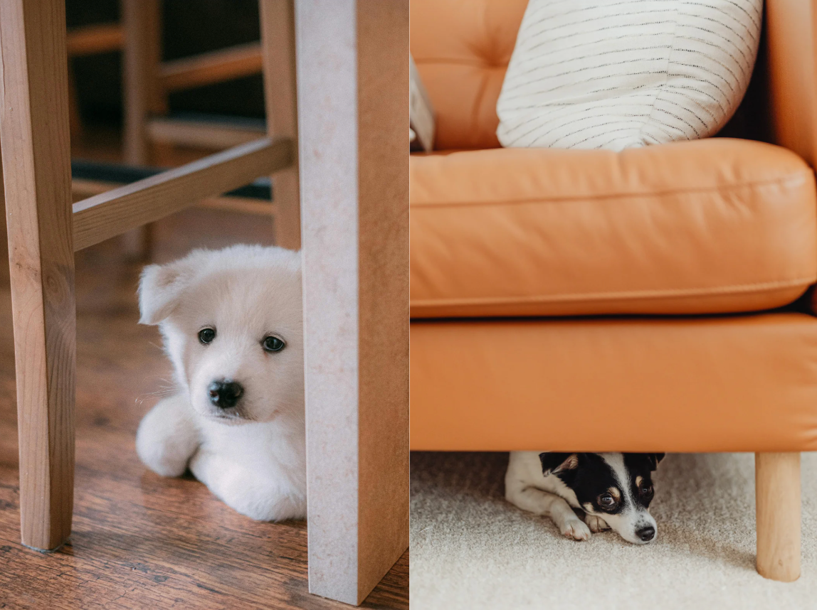 alt text: dog hiding under table, looking anxious