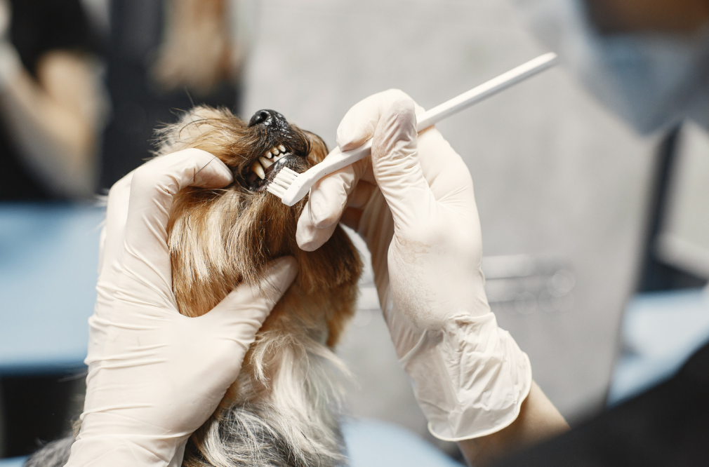 Alt text: A vet examining a dog's teeth to check for dental disease.