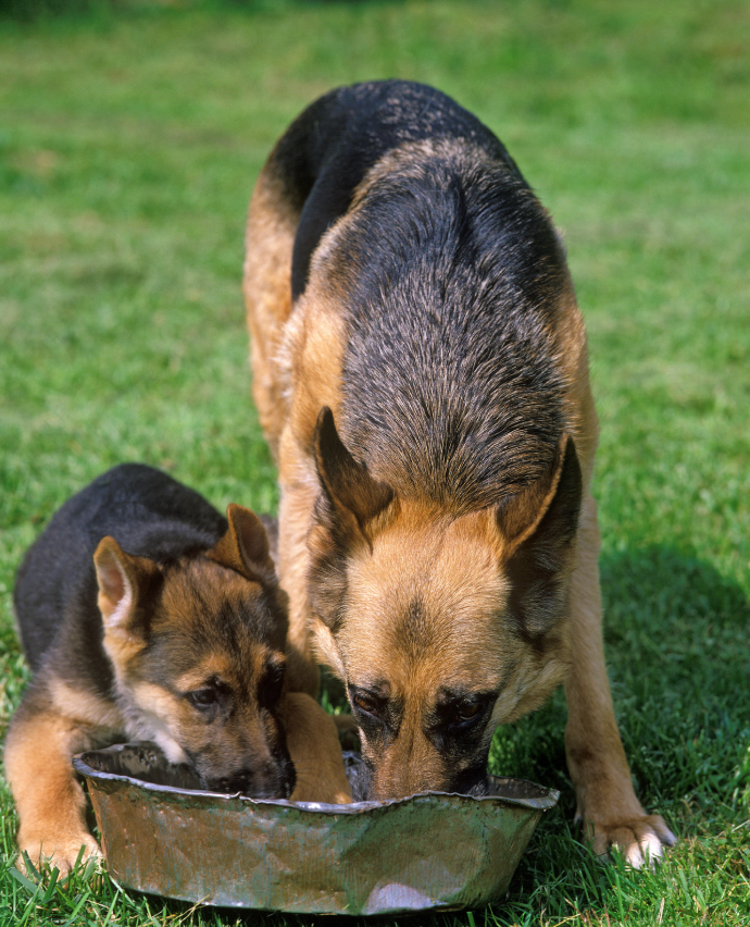 年齡階段的不同，從活潑好動的幼犬、穩重的成犬，到需要特別照護的老年犬，都需要截然不同的營養支持。（寵物，寵物食物，寵物糧食，貓罐頭，貓糧，寵物鮮食，寵物凍乾，寵物益生菌，寵物食品香港法例，寵物濕糧自製，寵物香港，寵物濕食比例，狗糧，狗狗濕糧香港，狗狗濕糧推薦）