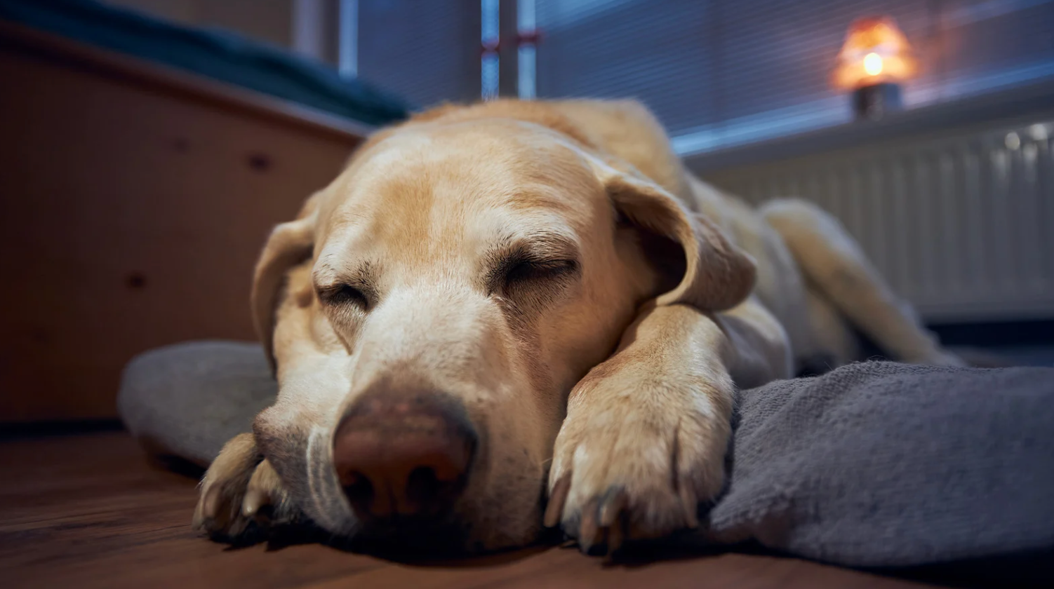 alt text: cozy senior dog wrapped in a blanket on a padded bed