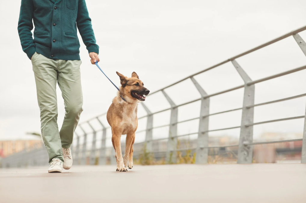 alt text: pet owner walking dog early morning to avoid heat