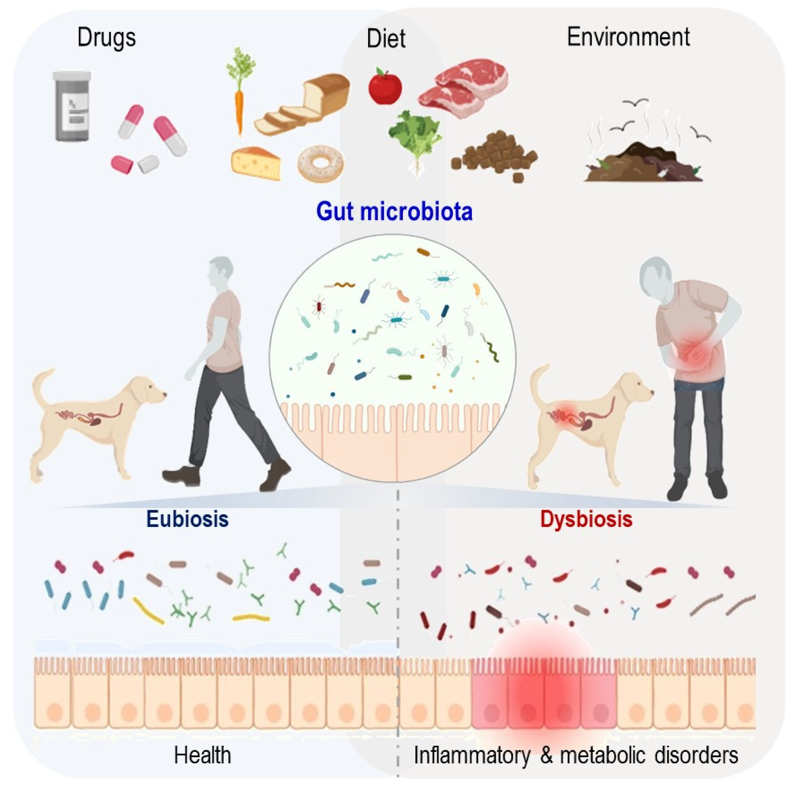 alt text: graphic of gut bacteria thriving with fiber intake