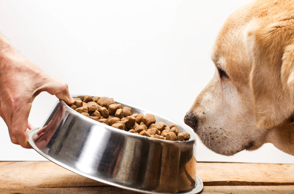 Alt text: A dog eating commercial kibble, with a focus on the high-carb content on the packaging.