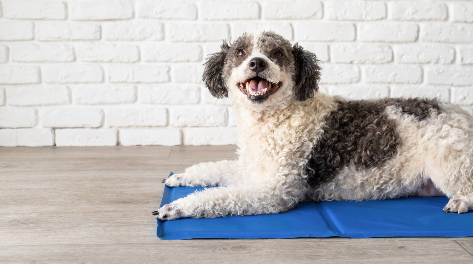 alt text: Dog resting on a cooling mat in a shaded area