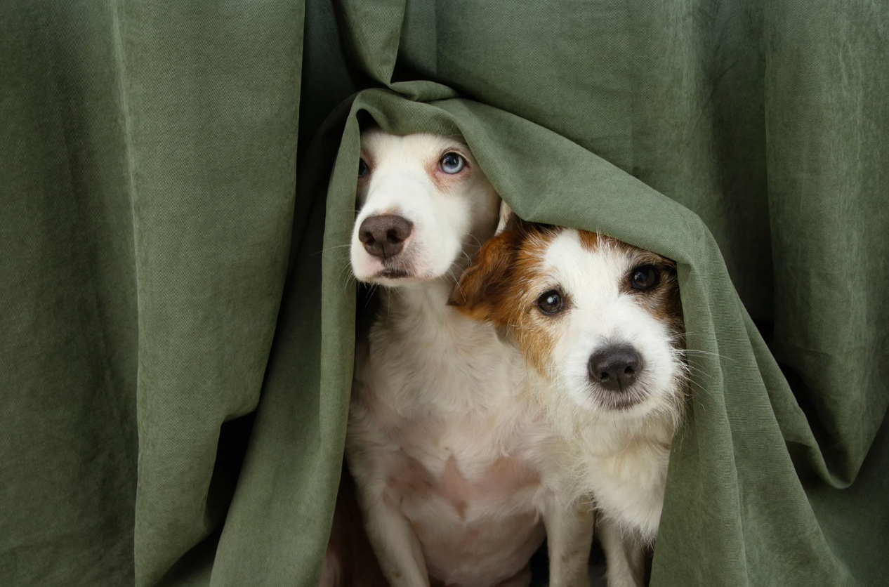alt text: Dog resting in a safe indoor space during a storm