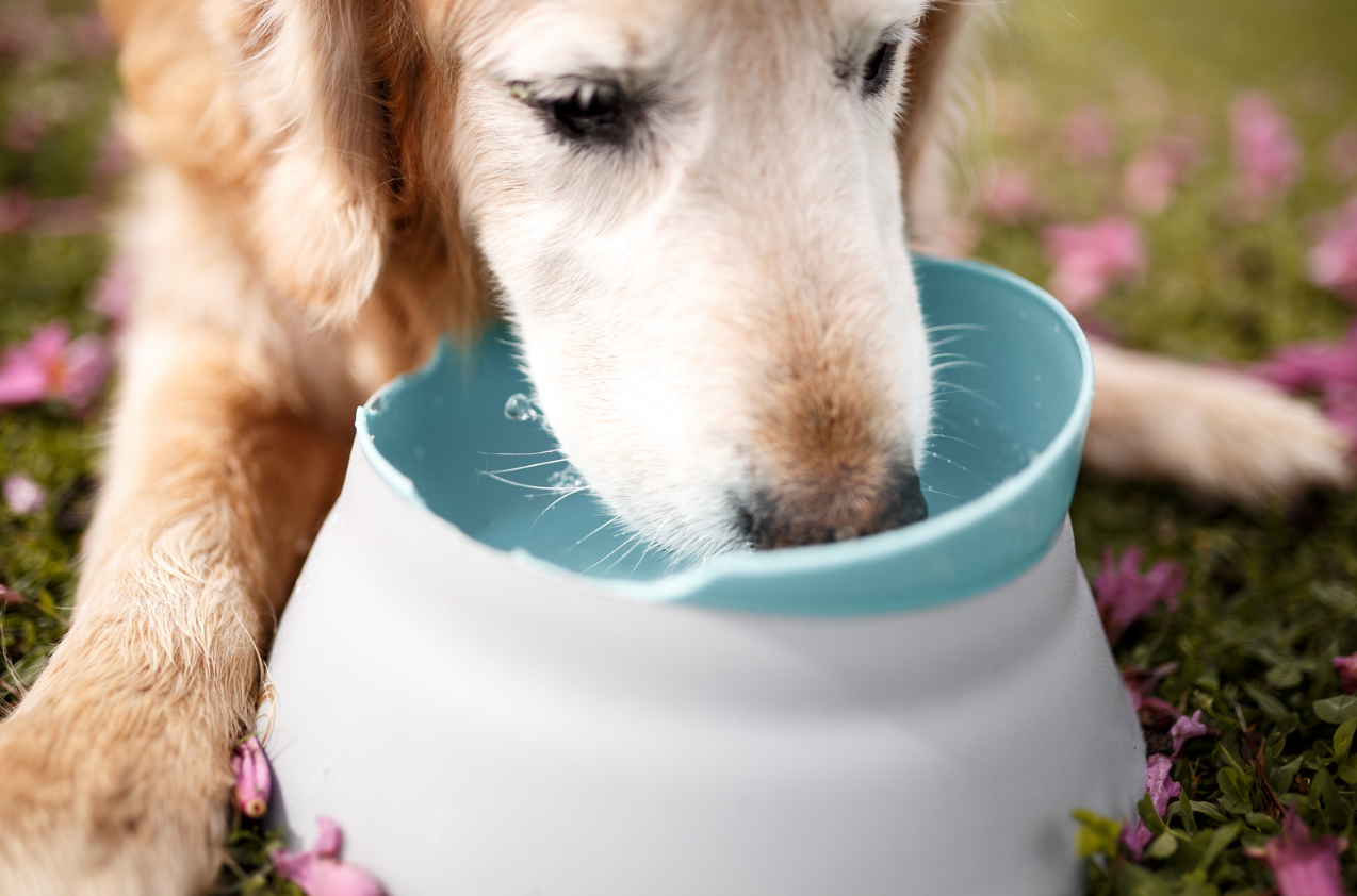 可以選擇低磷配方，同時確保充足嘅水分攝入（寵物，寵物食物，寵物糧食，貓罐頭，貓糧，寵物鮮食，寵物凍乾，寵物益生菌，寵物食品香港法例，寵物濕糧自製，寵物香港，寵物濕食比例，狗糧，狗狗濕糧香港，狗狗濕糧推薦）