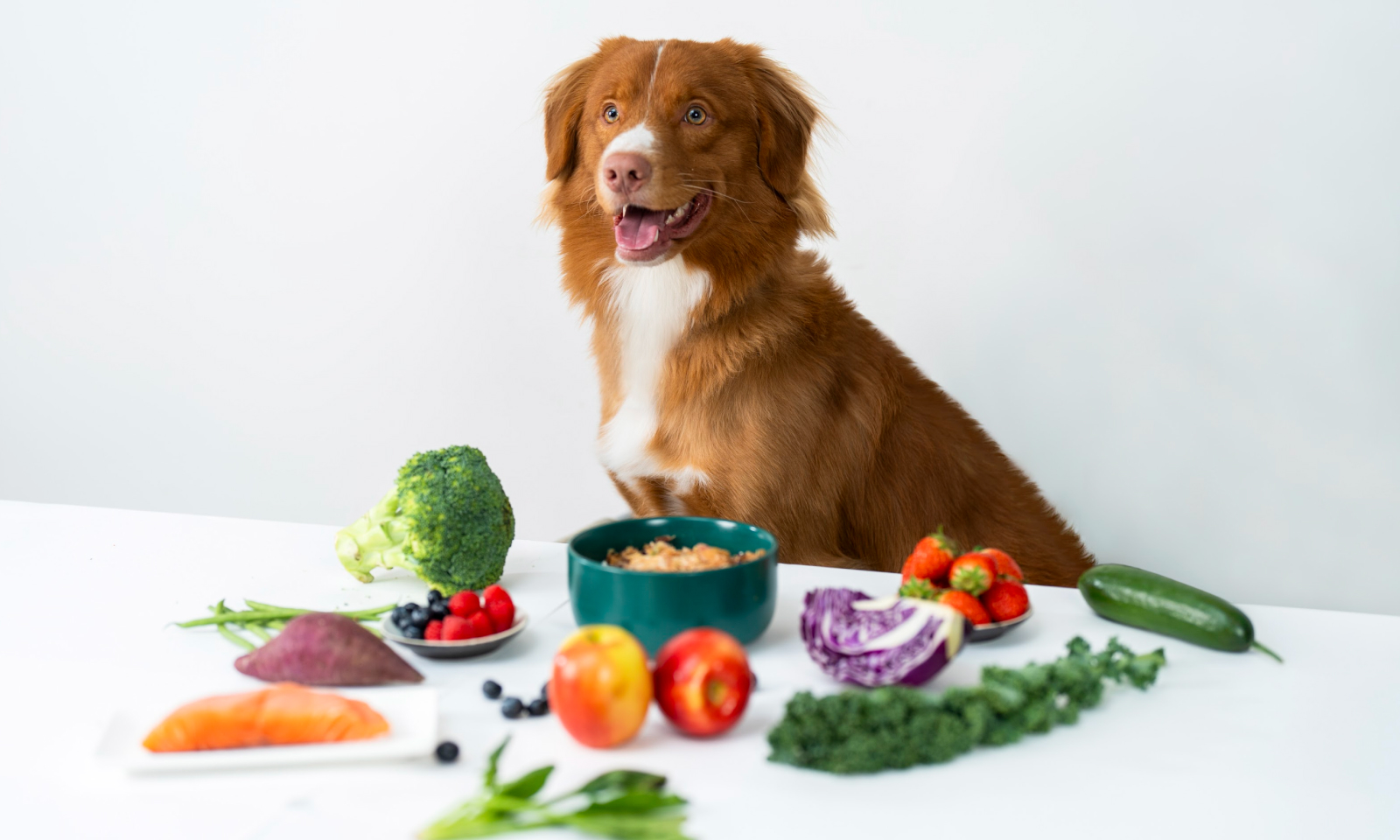 alt text: bowl of Petsona meal mixed with water and fresh herbs