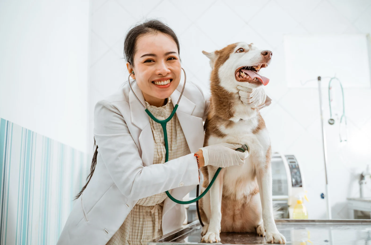 alt text: 獸醫使用視覺圖表講解腸道健康