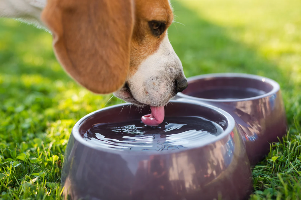 alt text: dog drinking from a ceramic bowl