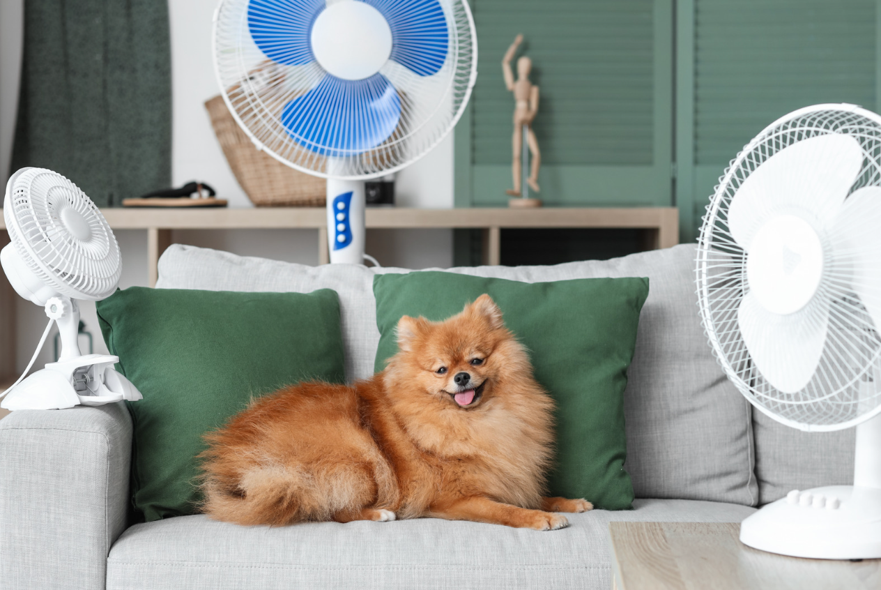 alt text: dog on cooling mat with fan nearby