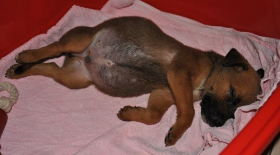 alt text: dog experiencing bloating while lying in their bed