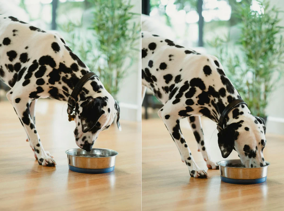 alt text: a dog drinking water beside a shaded fan and a cooling mat