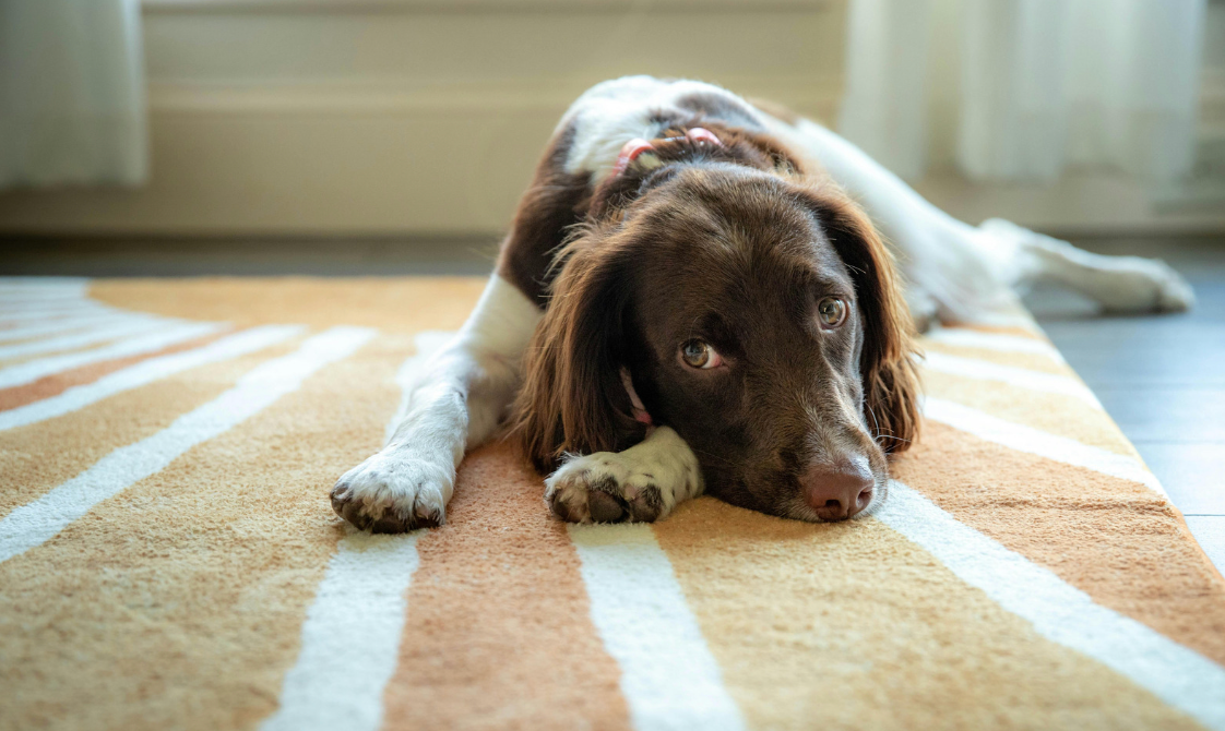alt text: Dog lying down with front legs stretched forward indicating abdominal discomfort