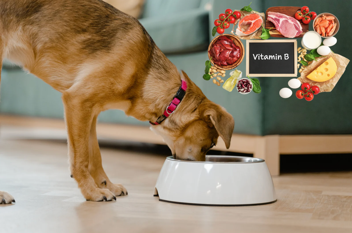 如果你嘅狗狗經常運動，可以考慮添加適量嘅維他命B雜，幫助能量代謝。