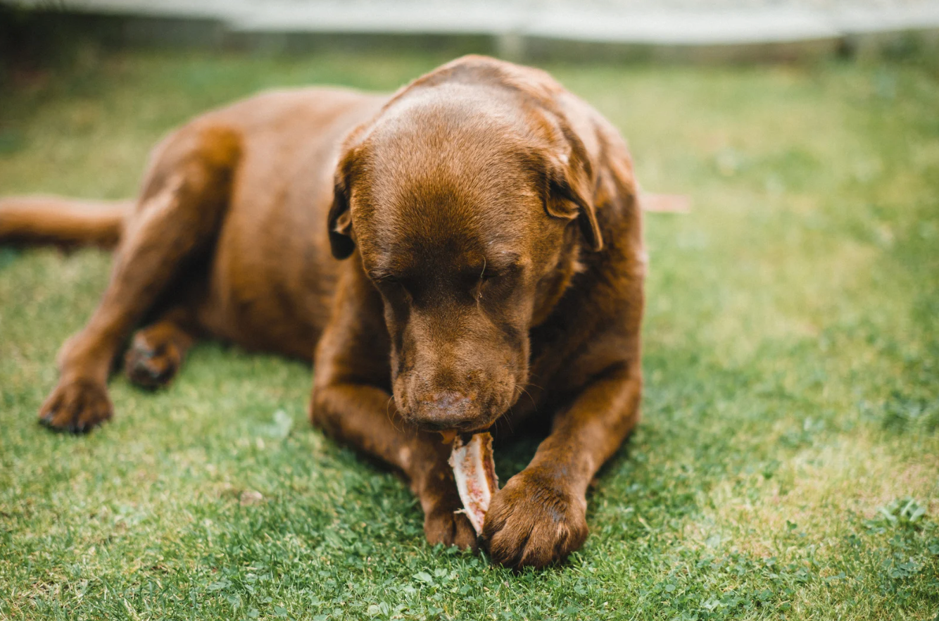 「雞肉」同「雞肉粉」係唔同嘅概念，因為新鮮雞肉含水量高，脫水後重量會大減。（寵物，寵物食物，寵物糧食，貓罐頭，貓糧，寵物鮮食，寵物凍乾，寵物益生菌，寵物食品香港法例，寵物濕糧自製，寵物香港，寵物濕食比例，狗糧，狗狗濕糧香港，狗狗濕糧推薦）
