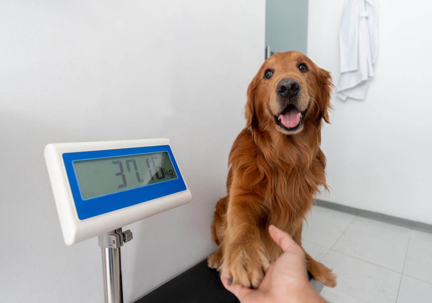 寵物需要維持理想體重需要精準的營養計算和持續的觀察調整。（寵物，寵物食物，寵物糧食，貓罐頭，貓糧，寵物鮮食，寵物凍乾，寵物益生菌，寵物食品香港法例，寵物濕糧自製，寵物香港，寵物濕食比例，狗糧，狗狗濕糧香港，狗狗濕糧推薦）