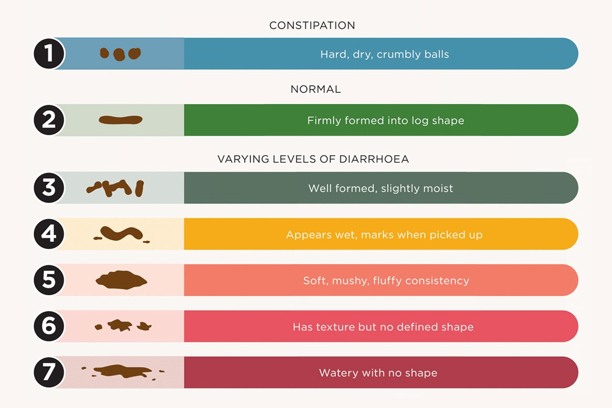 dogs of the same breed may have different habits, so knowing your dog’s usual routine is key to spotting changes. （Pets, pet food, pet diet, cat canned food, cat food, fresh pet food, freeze-dried pet food, pet probiotics，Pet food regulations in Hong Kong, Homemade fresh pet food, Fresh pet food in Hong Kong, Fresh pet food ratio, Fresh pet food packs, Fresh pet food courses, Fresh pet food pack recommendations (PTT), Fresh pet food recipe books, Fresh pet food packs for dogs in Hong Kong, Fresh pet food pack recommendations for dogs）