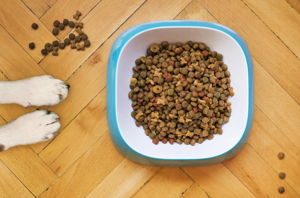 alt text: dry dog kibble in a plastic bowl