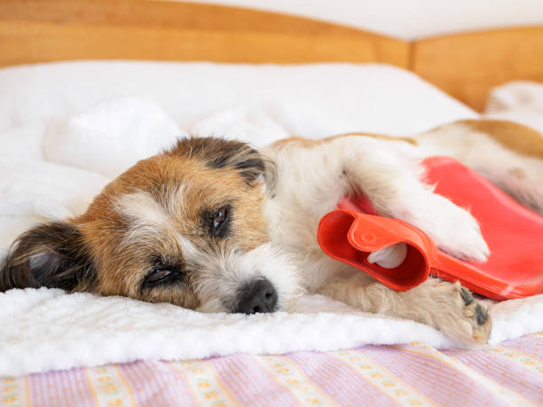 alt text: a dog lying down with a sad expression, indicating stomach discomfort