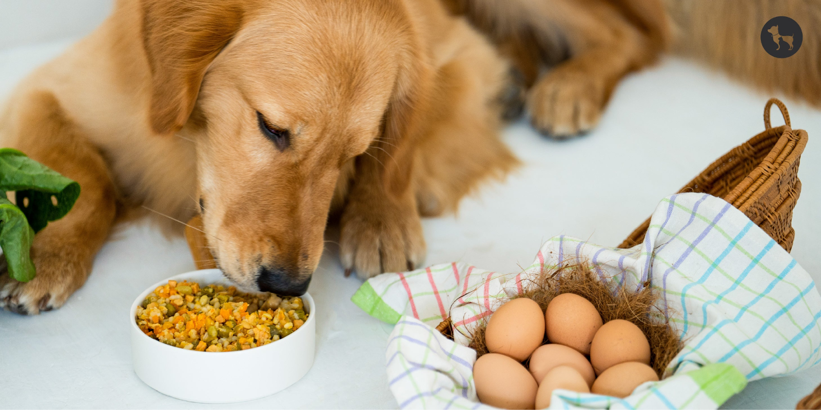 alt text: happy dog eating protein-rich food from bowl.