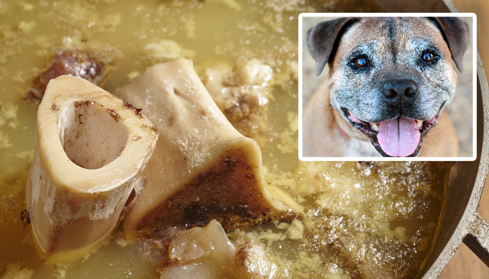 alt text: senior dog with owner adding broth to food