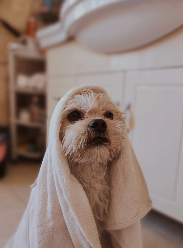 alt text: Dog being cooled down with a damp towel