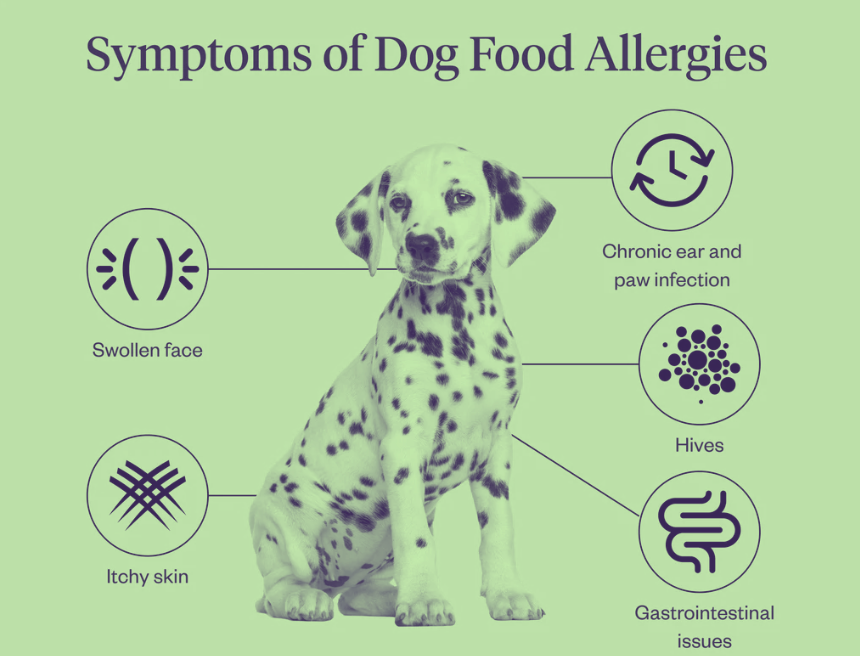 狗狗食物常見過敏症狀