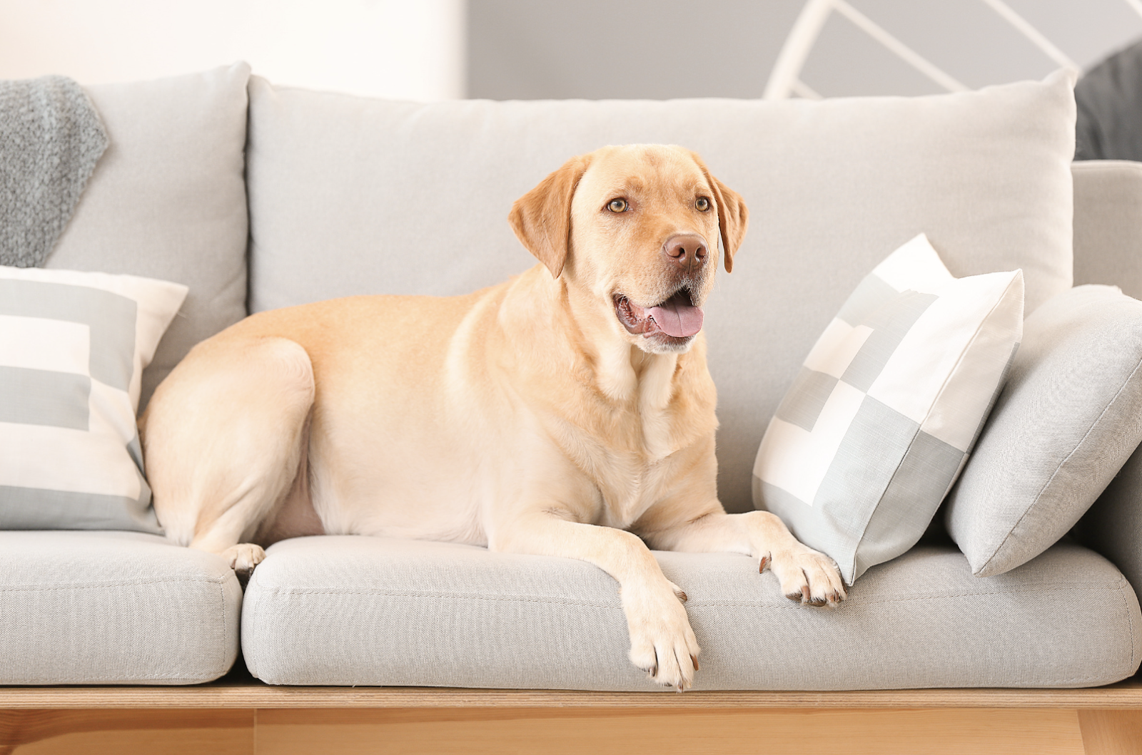 alt text: overweight Labrador lying on a couch