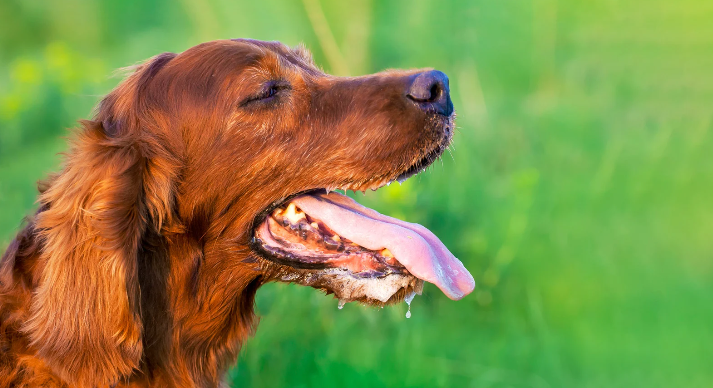 alt text: a dog panting under the sun with a high temperature indicator