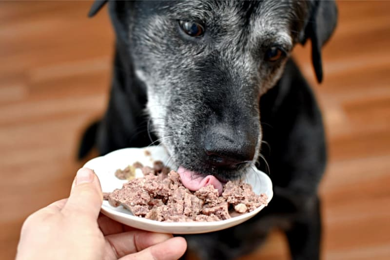 alt text: senior dog looking happily and eating at food bowl