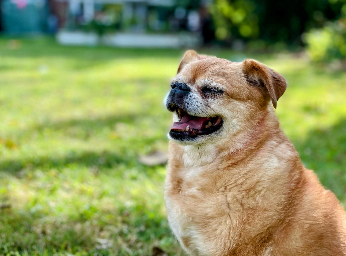 alt text: dog sitting calmly, ears forward, eyes relaxed