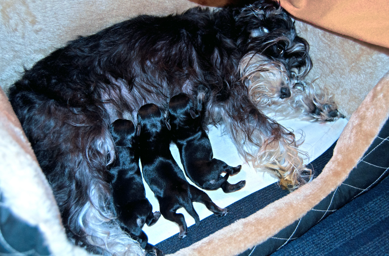 母乳含有豐富嘅抗體，可以幫助小狗建立免疫系統。（寵物，寵物食物，寵物糧食，貓罐頭，貓糧，寵物鮮食，寵物凍乾，寵物益生菌，寵物食品香港法例，寵物濕糧自製，寵物香港，寵物濕食比例，狗糧，狗狗濕糧香港，狗狗濕糧推薦）