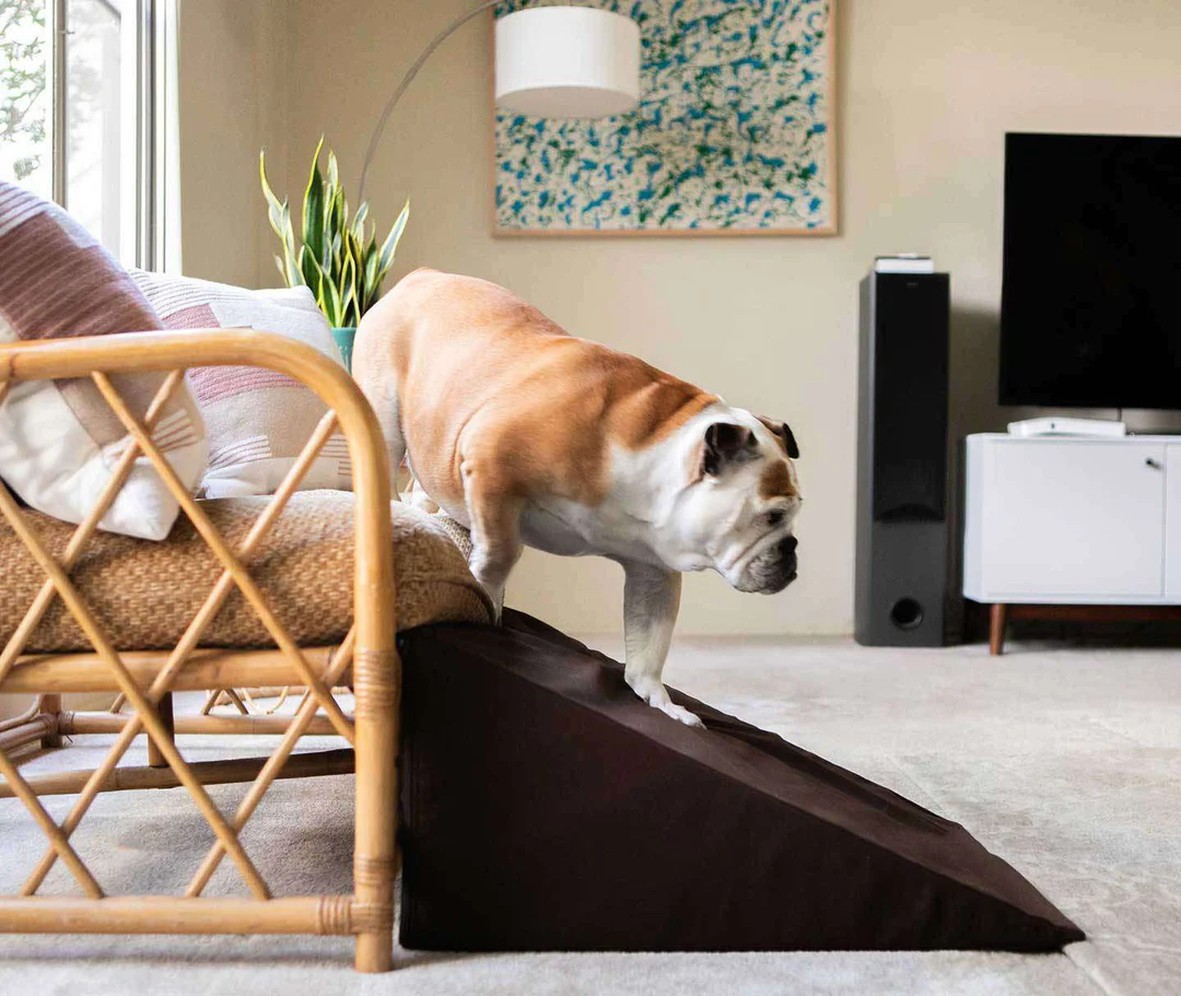 alt text: older dog using a ramp to get onto a sofa