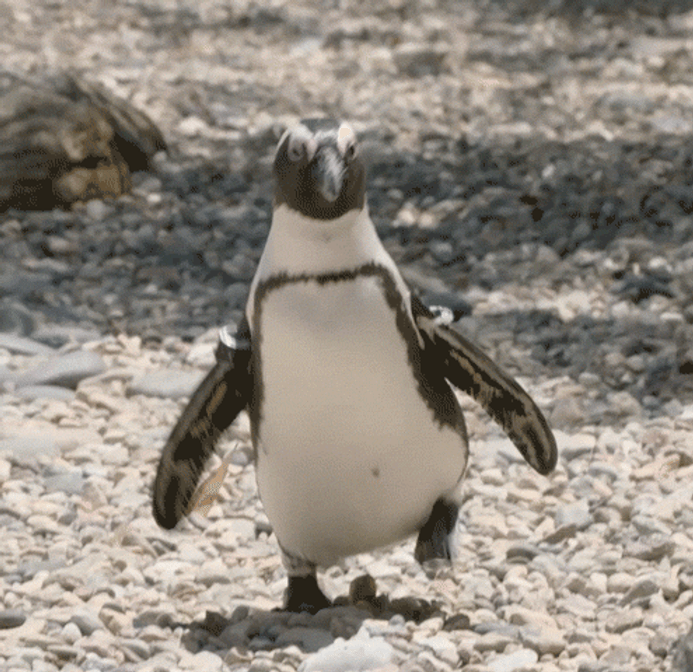 Penguin Gif