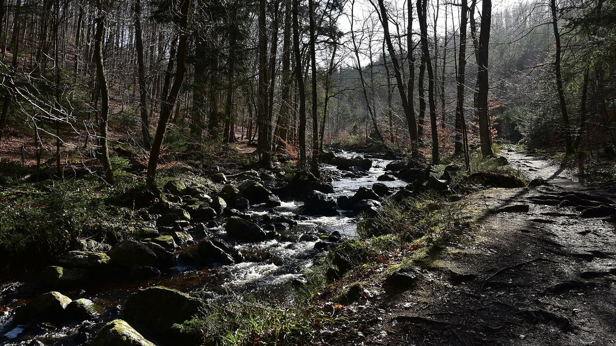 De Hoëgne stroomt tussen rotsblokken door het bos bij Sart