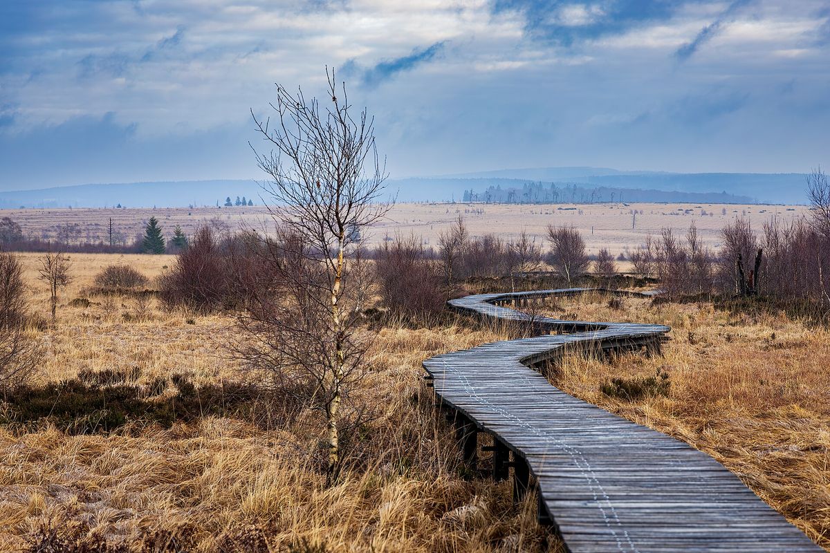 Een houten vlonderpad door het hoogveen van de Hoge Venen