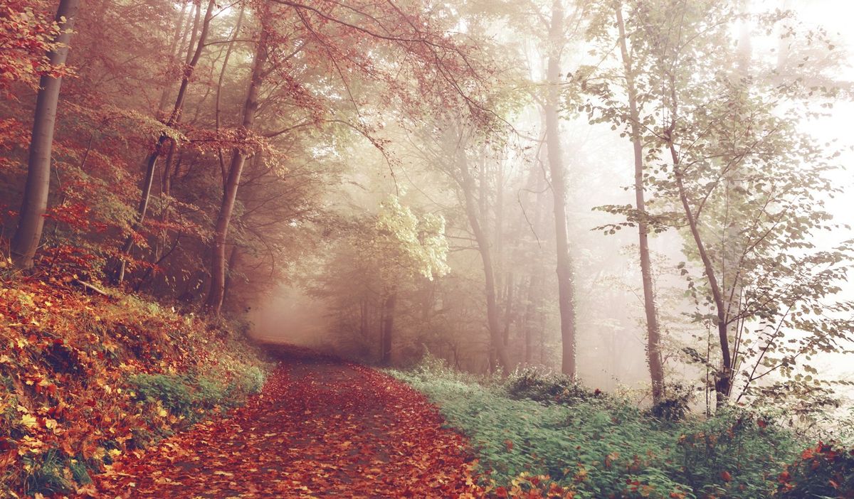 Een bospad vol herfstbladeren