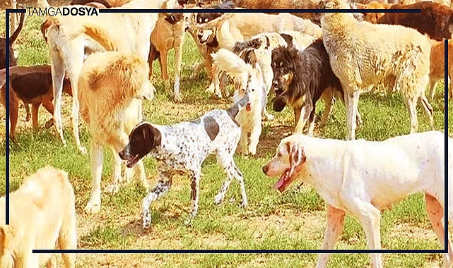 Türkiye'deki Sahipsiz Köpekler, Ortaya Çıkan Riskler ve Çözüm Yolları: Sahipsiz Köpekler ve Köpek Kaynaklı Hastalıklar