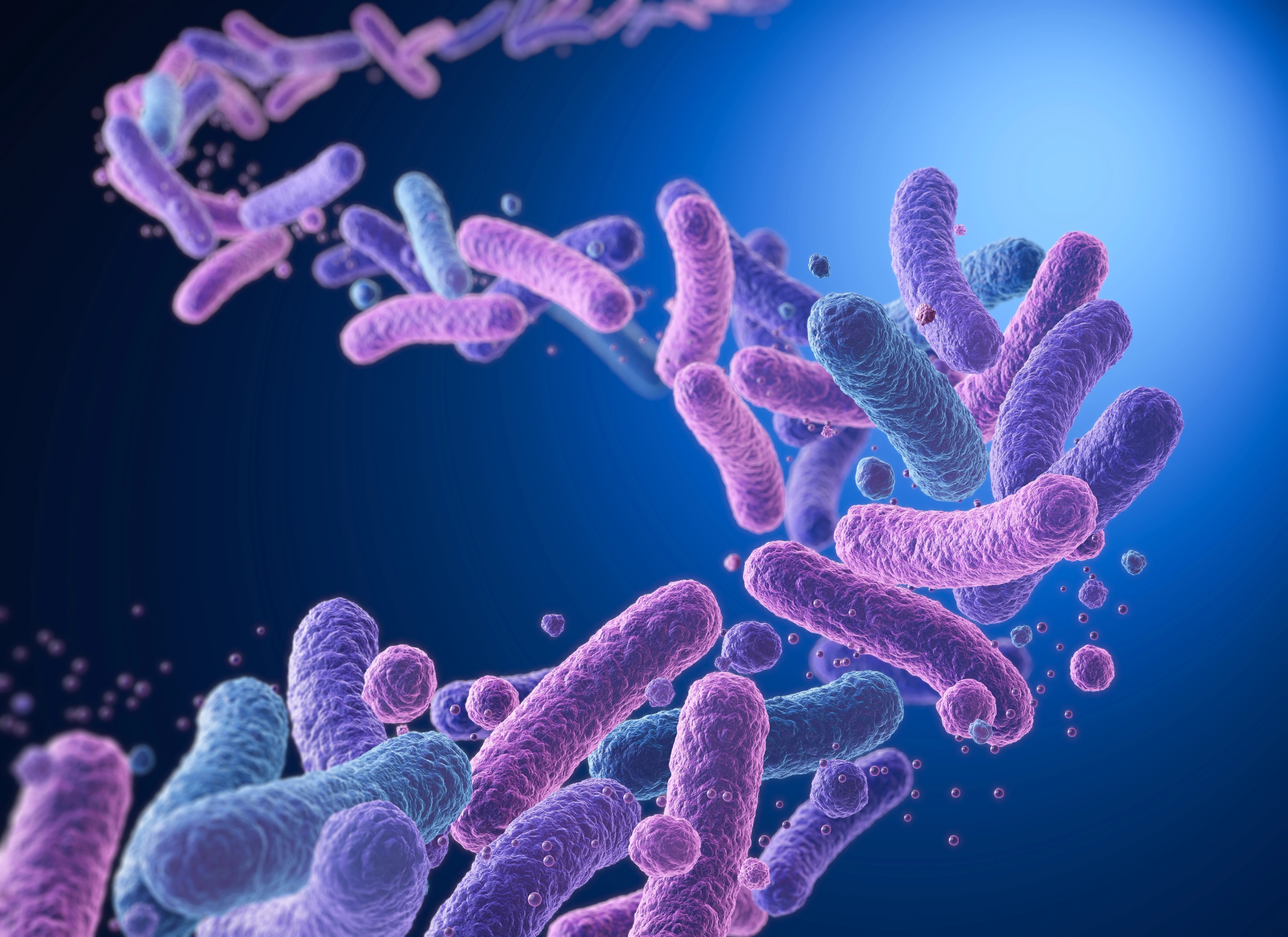 Melkzuurbacterie
