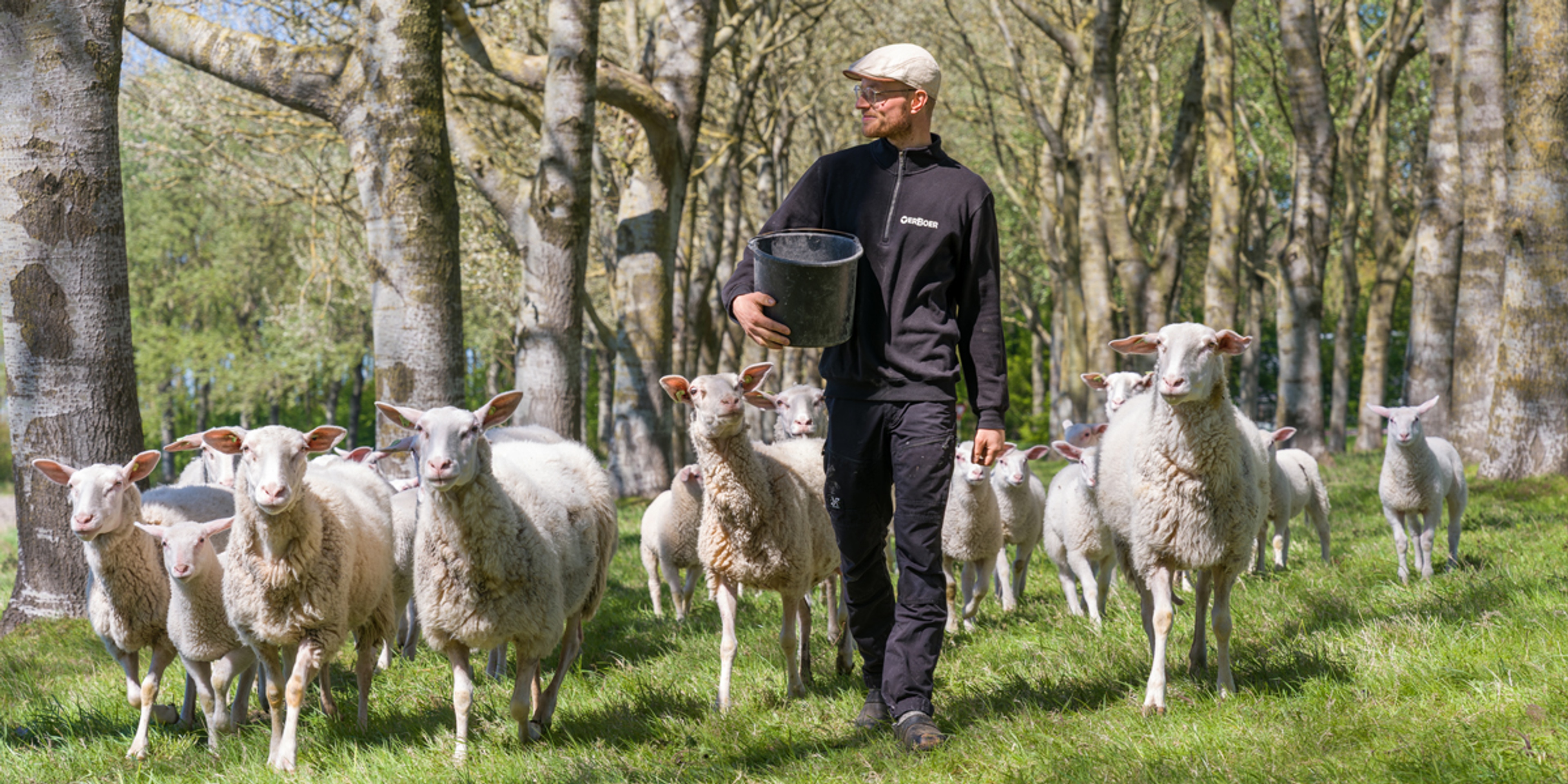 Oerboer in het Friese Wons