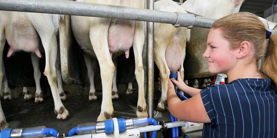 Ondernemen met kaas: ambacht, markt en toekomst