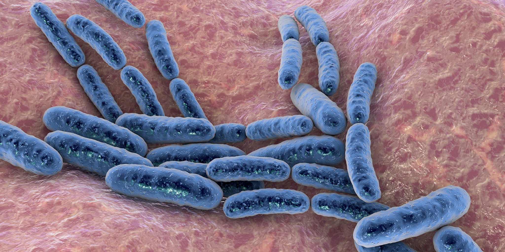Bacteriën
