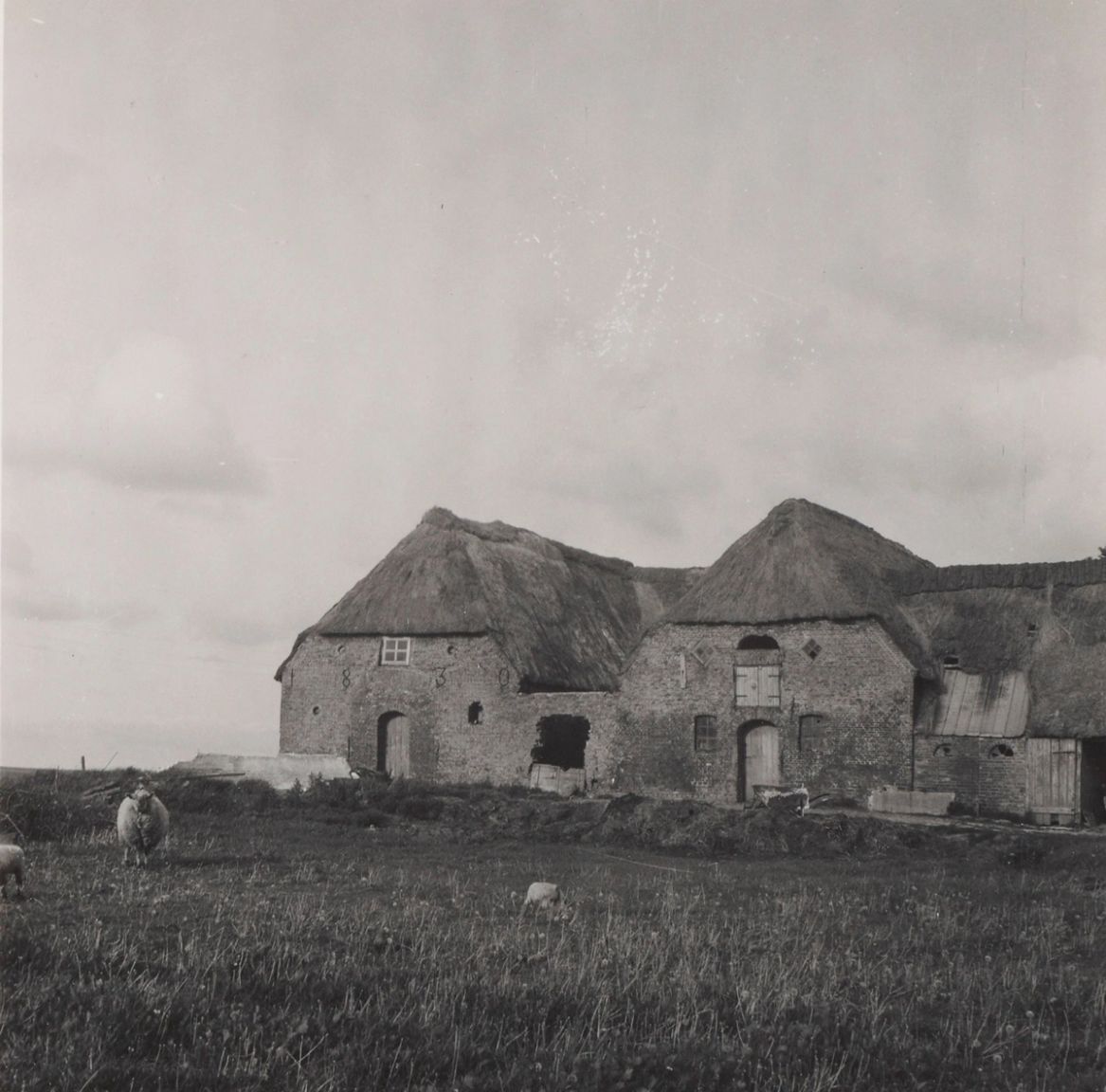 Historisk sort-hvid foto af Kommandørgårdens ladebygninger med stråtag og får på den omkringliggende mark